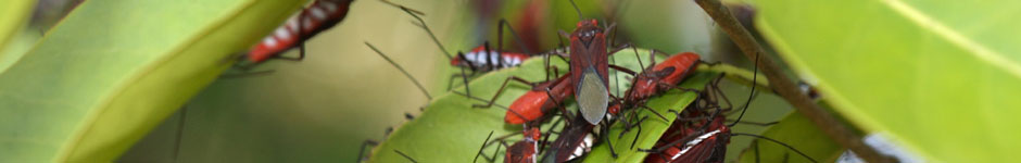 Home - Soapberry Bugs of the World