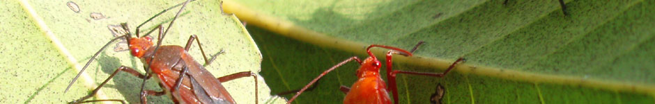 Home - Soapberry Bugs of the World