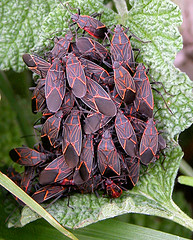 Small aggregation of Boisea rubrolineata 