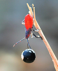 Jadera haematoloma nymph with seed