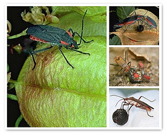 Soapberry bugs feeding