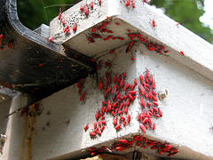 Aggregation of Leptocoris vicinus nymphs