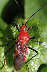 Leptocoris insularis