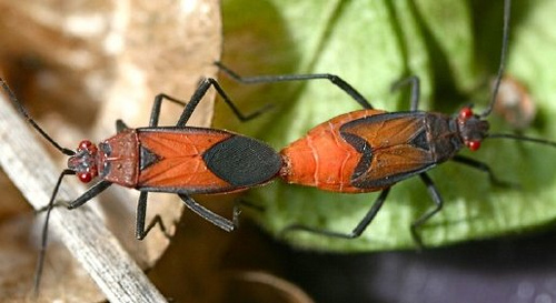 Leptocoris mutilatus (wing types)