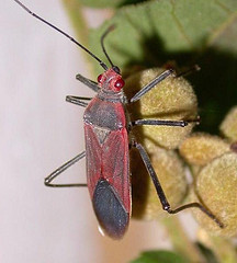 Leptocoris rufomarginatus