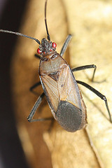 Leptocoris teyrovskyi