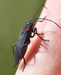Jadera haematoloma