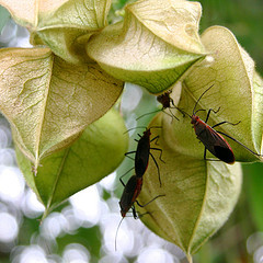 Leptocoris tagalicus on Cardiospermum grandiflorum