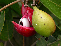 Paullinia pinnata