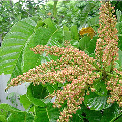 Pometia pinnata