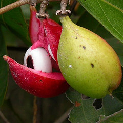 Paullinia pinnata