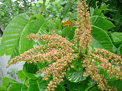 Pometia pinnata