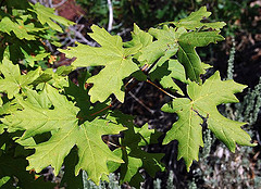 Acer grandidentatum