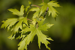 Acer saccharinum