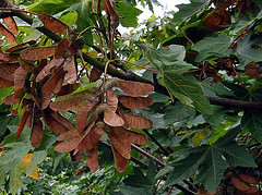 Acer macrophyllum