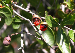 Alectryon diversifolius