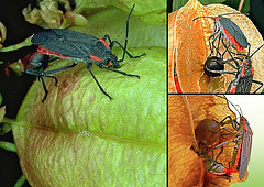 J. haematoloma feeding on Cardiospermum (left) and Koelreuteria (right)