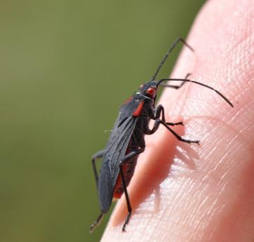 Jadera haematoloma