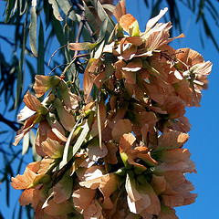 Atalaya hemiglauca