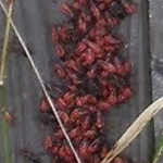 Boxelder Bugs swarming