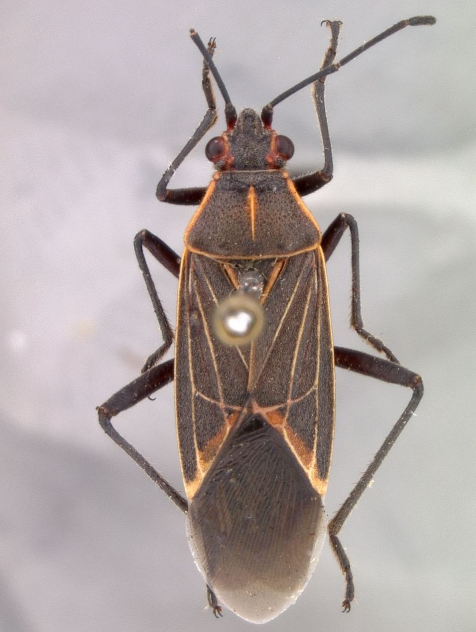 B. fulcrata