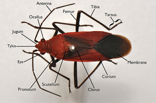 Soapberry bug dorsal anatomy