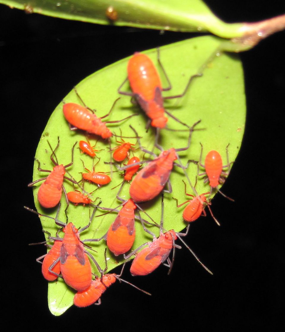 Leptocoris vicinus on Eugenia