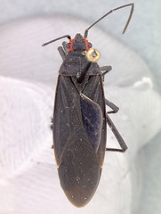 Jadera pyrrholoma