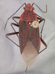 Jadera sanguinolenta