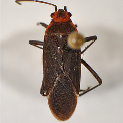 Jadera antica