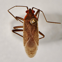 Jadera coturnix