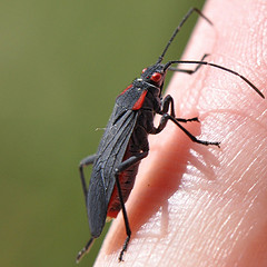 Jadera haematoloma