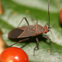 Leptocoris amictus