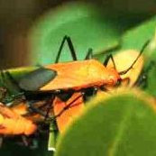 Leptocoris bahram
