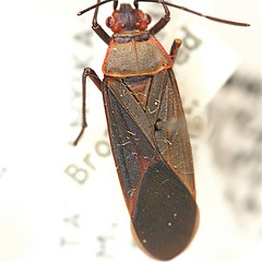 Leptocoris hexophthalmus
