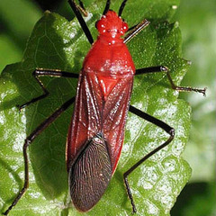 Leptocoris insularis