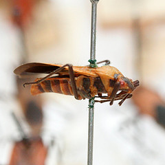 Leptocoris nigrofasciatus