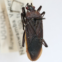 Leptocoris obscura