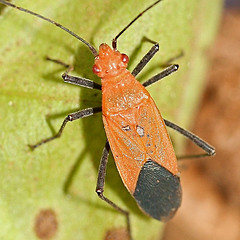 Leptocoris productus