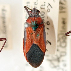 Leptocoris stehliki