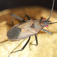 Leptocoris teyrovskyi