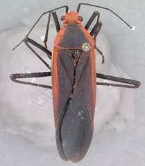 Leptocoris rufomarginatus