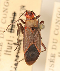 Leptocoris pectoralis