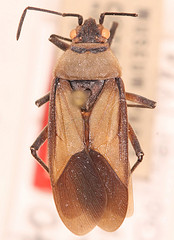 Leptocoris verticalis