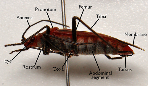 Soapberry bug side anatomy