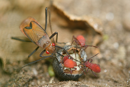 Unknown Leptocoris species