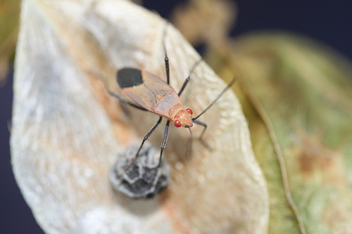 Unknown Leptocoris species