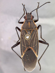 B. fulcrata