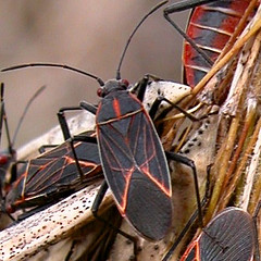Boisea rubrolineata