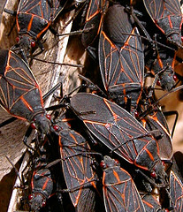 Boisea rubrolineata